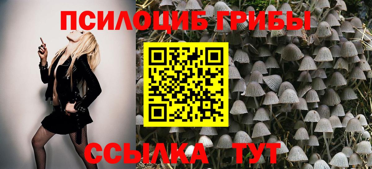 Псилоцибиновые грибы Psilocybe Чусовой