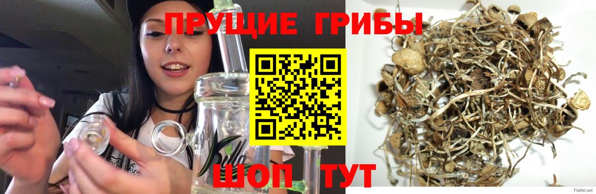 Галлюциногенные грибы мицелий  Галлюциногенные грибы Psilocybe  Чусовой  Вход с VPN 